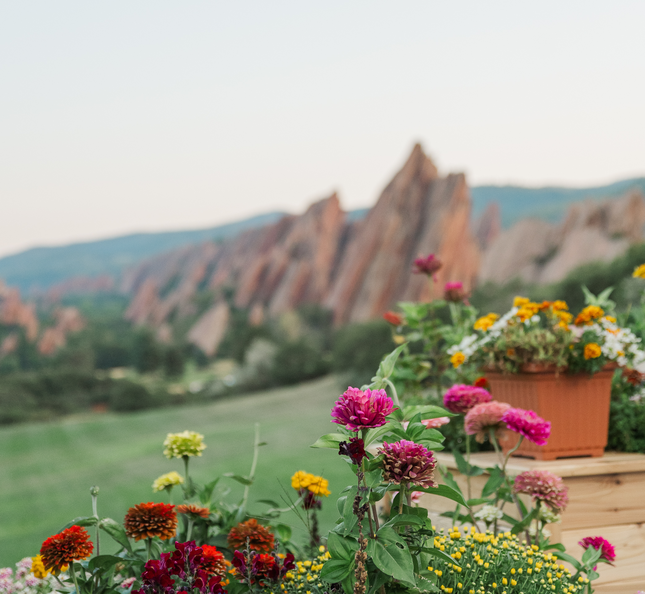 A view of red rocks in the background and a close up of flowers in the foreground at Arrowhead Golf Course where First look events create wonderfully planned events